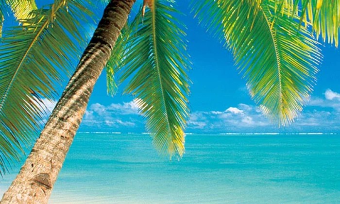 natural-ingredients palm tree at the beach